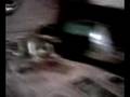 videos de el sapo tomando fernando gold