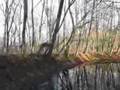 Bernheim Forest