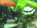salamander