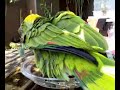 Pedro's bath