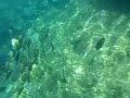 Hawaii Snorkeling Sharks Cove w a school of fish Hawaii Snorkeling Sharks Cove w a school of fish
