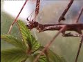 Insecto palo comiendo