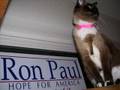 Felines for Ron Paul