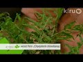 John Dromgoole ferns: Central Texas Gardener John Dromgoole ferns: Central Texas Gardener