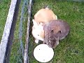 gay rabbits