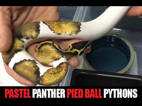 YouTube reptile video