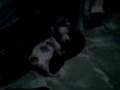 videos de funny dog 