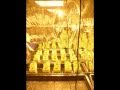 Grow Marijuana in 84 Days! -(SnipsDelicious)