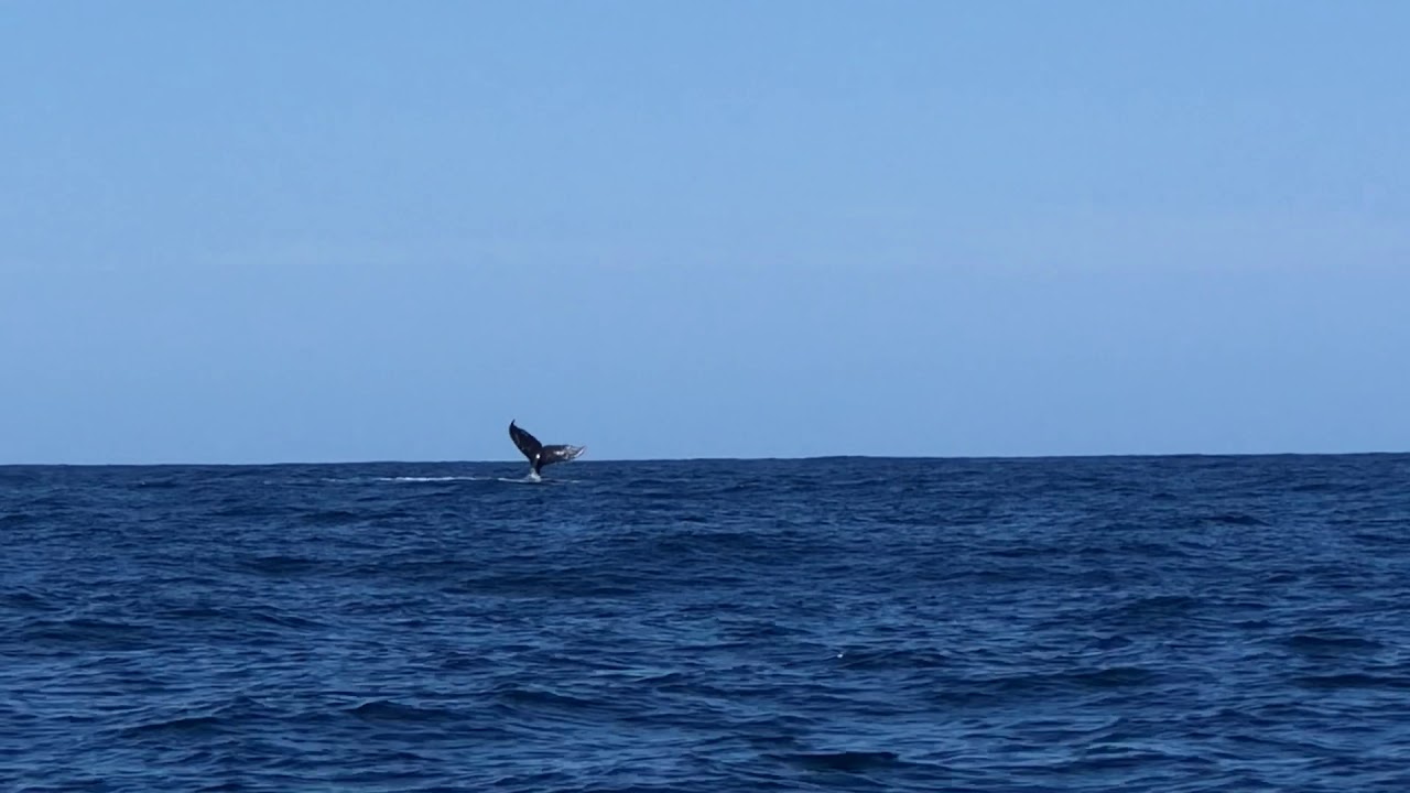 Mozambique Big Five Episode 3: The Humpback Whale
