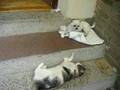 chichi & siska
