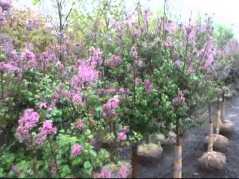 how to transplant a korean lilac