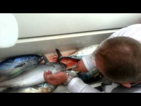 how to bleed tuna youtube