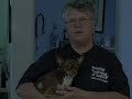 Click here to watch this video Animal Trustees of Austin