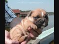 Dogpatch Puppy Special