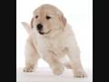 Dogpatch Puppy Special