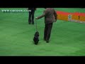 BEST IN SHOW POZNAN 2006