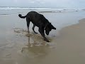 Br'er at the Beach