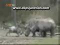 AMaleWilderbeastVS4Rhinoceroses