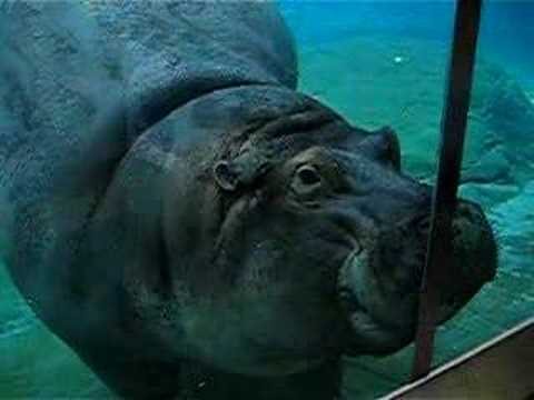 Hippopotamus