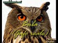 Dimostrazioni di falconeria e didattica rapaci - Falconry Dimostrazioni di falconeria e didattica rapaci - Falconry