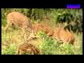 Sri Lanka - Wildlife Mihin Alponsu.avi