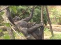 The Cincinnnati Zoo has great place to view its many Gorillas, including the newest baby, just about 1 year old.