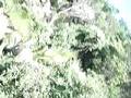Ian ziplining through the jungle & mountains.