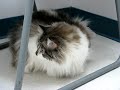 Chinsu Teh Grumpy