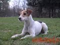 Dog training story of Jerry!