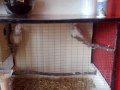 Breeding cockatiels(Tips to breed)
