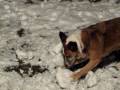 Ezri in snow