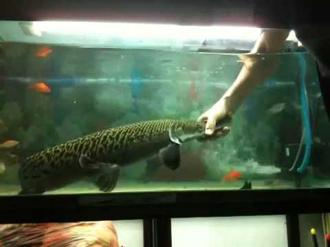 how to care alligator gar