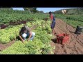VÍDEO: Produtos orgânicos ganham espaço nas mesas dos mineiros