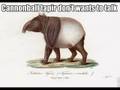 tapir slideshow