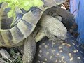 Horny tortoise