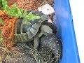 Horny tortoise