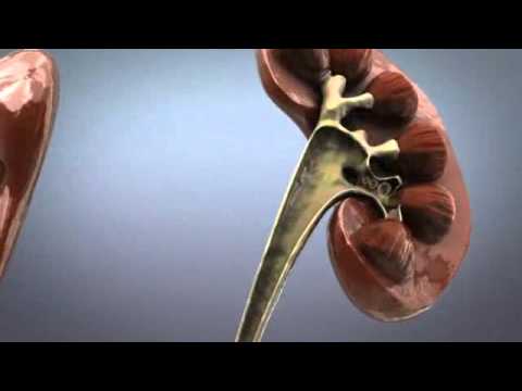 how to care kidney naturally