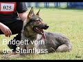 Javir vom Talka Marda@Bridget vom der Steinfluss pups born on  10.08.2009