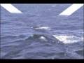 Whale Watching on the Gold Coast