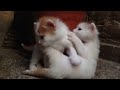 Turkish Van