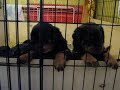 Puppies