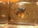 Green Dragon DT Male