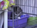 Opvangkittens +/- 5,5 week oud Opvangkittens +/- 5,5 week oud