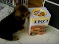 Cute puppy playing with his toy
