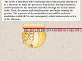 Protein Synthesis Animation