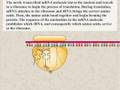 Protein Synthesis Animation