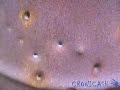 Cronicash Talon mod test