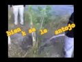 una sociedad un tanto rara-emos