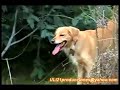 Golden Retriever - Canela - ( ULI 21 Producciones )