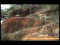 Golden Retriever - Canela - ( ULI 21 Producciones )
